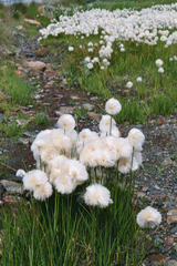 Wollgras - Norwegen, Mai bis September, in Mooren, Fjell, Tundra