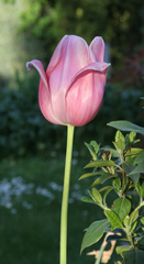 Tulpenblüte - Frühling, Frühjahr, Frühblüher, Tulpe, Blüte, Zwiebelgewächs, Tulipa, Liliengewächs, Zwiebelblume, Schnittblume, Blüte, rosa