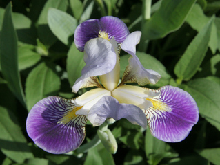Iris - Iris, Schwertlilie, lila, blau, Heraldik, Lilie