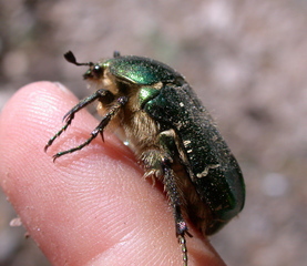 Goldrosenkäfer #2 - Käfer, grün, schillernd, Insekt, glänzen, Cetonia aurata