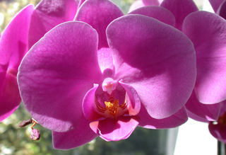 Orchideenblüte - einzeln - Orchidee, Orchideen, Blüte, Blüten, rosa, Stempel, Pflanze, Pflanzen, Blume, Blumen, Orchidaceae