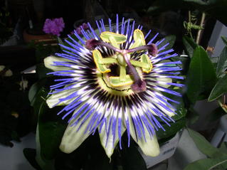 Blüte der Passionsblume - Blüte, Passionsblume, blau, geöffnet, Symbole, Passiflora caerulea, Strahlenkranz, Kletterpflanze