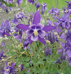 Akelei - Akelei, Hahnenfussgewächs, Staubblätter, Blüte, blau, gespornte Blütenblätter