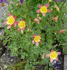 Akelei  - Akelei, Hahnenfussgewächs, Staubblätter, Blüte, rot, gelb, gespornte Blütenblätter