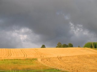 Gewitterhimmel überm Weizenfeld - Panorama, Wetter, Gewitter, Wolken, Regenwolken, Gewitterwolken, grau, Weizenfeld, Natur