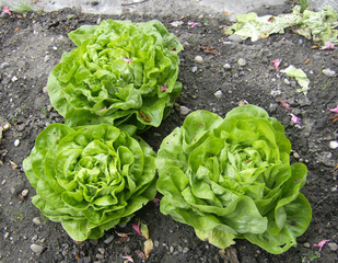 Kopfsalat - Salat, Kopfsalat, grüner Salat, Gartensalat, Korbblütler