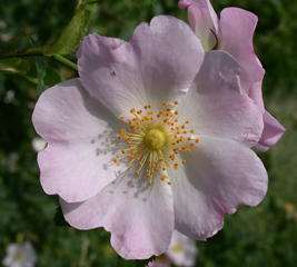 Heckenrose - Blüte - Heckenrose, Hundsrose, Wildrose, Hagrose, Blütenblatt, Hagebutte, Rosa canina, rosa, Polyploidie