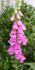Fingerhut - Fingerhut, Giftpflanze, Blüte, Blume, Garten, Wegerichgewächs, Digitalis, rosa, pink