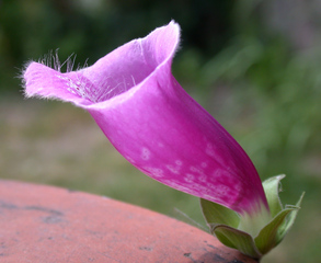 Fingerhut - Digitalis - Fingerhut, Giftpflanze, Blüte, Blume, Garten, Wegerichgewächs, Digitalis pupurea, krautig