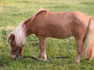 Shetlandpony  #1 - Pferde, Pferd, Pony, Weide, Shetland