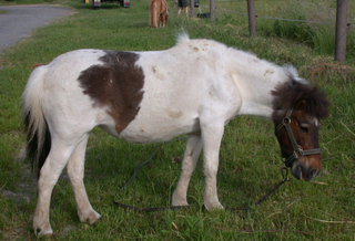 Shetlandpony  #2 - Pferde, Pferd, Pony, Weide, Shetland, gefleckt