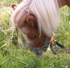 Shetlandpony  #3 - Pferde, Pferd, Pony, Weide, Shetland, Pferdekopf