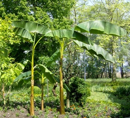 Bananenbaum - Bananenbaum, Bananengewächs, einkeimblättrig, immergrün, mehrjährig, krautig, Laubblätter, palmenartig