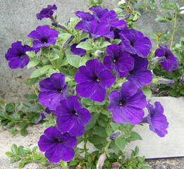 Petunie - Petunie, Nachtschattengewächs, einjährig, asternähnlich, Blüte, Blüten, Zierpflanze, violett