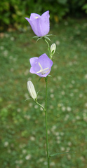 Glockenblume - blau - Pflanzen, Blumen, Blüten, blau, Glockenblume, Gartengewächse, Staubgefäße, Stiel, Stängel, Wiesenblume