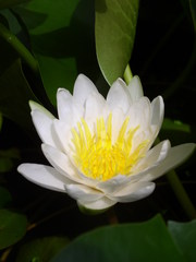 Weiße Seerose - Seerose, weiß, Blüte, Gartenteich, Teich, Wasserpflanze.