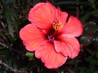 Rote Hibiskusblüte - Hibiskus, Eibisch, Malvengewächs, rot, Blüte, geöffnet, Zimmerpflanze