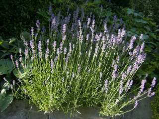 Lavendel - Lavendel, Lippenblütler, Parfümherstellung, antiseptisch