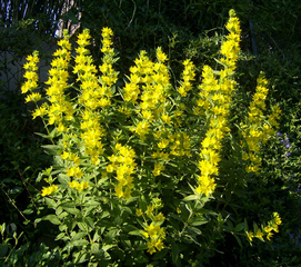 Goldfelberich - Goldfelberich, Drüsiger Gilbweiderich, Myrsinengewächse, Zierpflanze, krautig, gelb