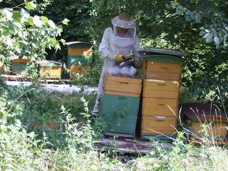 Imker - Imker, Natur, Bienen, Bienenstöcke, Bienenkästen, Honig