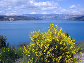 Lac du Verdon (Provence) - See, Ginster, gelb, Frankreich, Provence, blau, Landschaft, Strauch, Natur