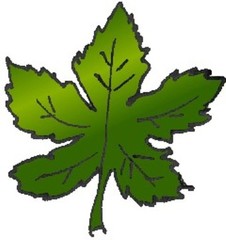 Ahornblatt - Natur, Baum, Ahorn, Blatt, Blätter, Pflanze, Pflanzenteil, Herbst, Anlaut B