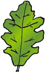 Eichenblatt 1 - Pflanzen, Blatt, Eiche, Pflanzenteil, Herbst, Baum, Anlaut B