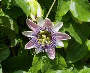 Passionsblume - Blüte, Passionsblume, geöffnet, Symbol, Passiflora caerulea, Strahlenkranz, Kletterpflanze