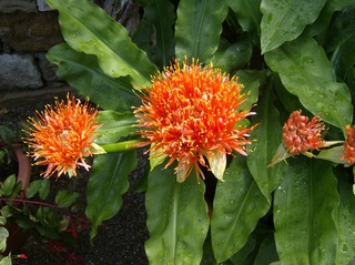 Blutblume - Blutblume, Amaryllisgewächse, Blüte, orange