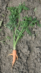 Karottenpflanze - Karotte, Karotten, Möhre, Möhren, Mohrrübe, Gelbe Rübe, Ruebli, Gemüse, Wurzelgemüse, Heilpflanze