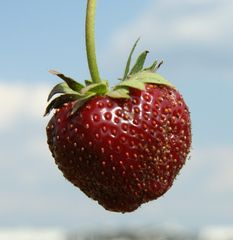 Erbeere - reif - Erdbeere, Blütenpflanze, Blüte, Frucht, Sammelnussfrucht, fragaria ananassa, Rosengewächs, Gartenerdbeere