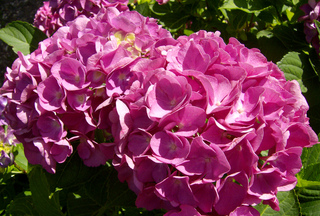 Hortensie - Hortensie, Gartenhortensie, Hortensiengewächs, Blüte, Blütenblätter