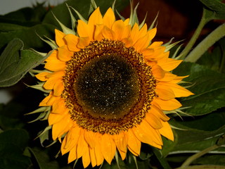 Sonnenblume - Blume, Sonnenblume, Knospe, Blüte, Korbblütler