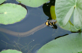 schwimmende Ringelnatter - Ringelnatter, Schlange, Teich, Reptil, Kriechtier, schwimmen