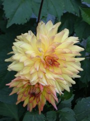Dahlie - Pflanze, Dahlie, Herbst, beige, gelb, Korbblütler, Zierpflanze, Knollengewächs, Knolle