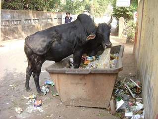 ungewöhnliche Straßenszene in einer indischen Großstadt - Indien, Tiere, Rind, Heilige Kuh, Müll