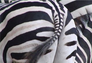 Zebra - Zebra, Säugetier, Steppe, Streifen, schwarz, weiß, Hintern, Po, Hinterteil, Muster, Musterung, Tarnung, Camouflage