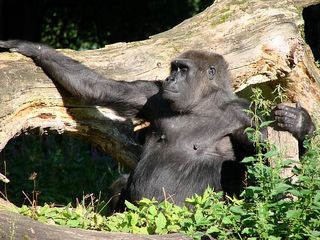 Gorilla genießt die Sonne - Gorilla, Affe, Primat, Menschenaffe, Pflanzenfresser, genießen, Zoo, Tiergarten