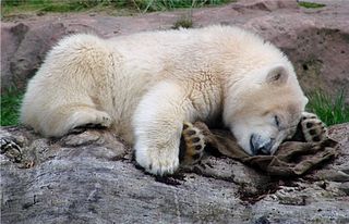 Eisbär  - Eisbär, Jungtier, Säugetier, müde, schlafen, Raubtier