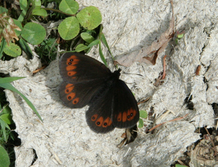 Mohrenfalter #1 - Schmetterling, Falter, Erebia ligea