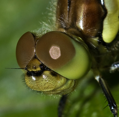 Facettenauge  - Insekten, Komplexauge, Facettenauge, Libelle, Einzelaugen