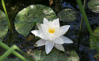 Geöffnete Blüte einer weißen Seerose - Seerose, weiß, Blüte, Gartenteich, Teich, Wasserpflanze, Schreibanlass