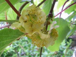 Blüte einer Kiwipflanze - Blütenblätter, Staubblätter, zweihäusige Pflanze, männliche Pflanze, Kletterpflanze, Obst