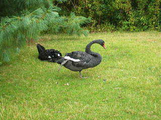 Trauerschwan - Schwimmvogel, Schwan, Federn, schwarz, Füße, strecken