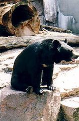 Ein Kragenbär macht es sich gemütlich - Wildtiere, Zootiere, Bär, Bären, Kragenbär