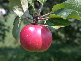 Apfel - Apfel, Äpfel, Kernobstgewächs, Rosengewächs, Obst, Frucht, Herbst