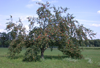 Apfelbaum - Apfel, Äpfel, Kernobstgewächs, Rosengewächs, Obst, Frucht, Herbst, Apfelbaum, Ernte