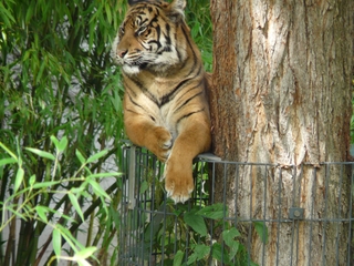 Tiger - Tiger, Raubkatze, Indien, Tarnung, Raubtier, Camouflage