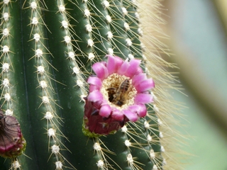 Kaktus - Kaktus, Kaktusblüte, Blüte, Bestäubung, Biene