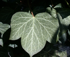 Efeublatt - Efeu, Hedera helix, Kletterpflanze, Blatt, Blätter